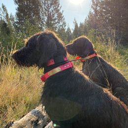 Pudelpointers from Deschutes Pudelpointer