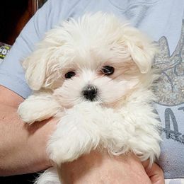 Maltese, Maltipoos, and Poodles from C&Js Tiny Toys