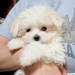 Maltese, Maltipoos, and Poodles from C&Js Tiny Toys