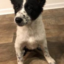 Border Collies from ShooflyFarm