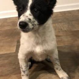 Border Collies from ShooflyFarm