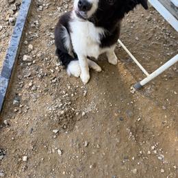 Raven - Black and white male Border Collie puppy in Barnstead, New Hampshire from ☘️ Clover Leaf’s Border Collies