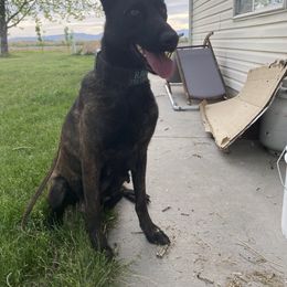 Dutch Shepherd and xDutch Shepherd All Grown Up from Raw Nature K9