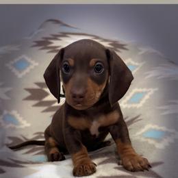Duke - Chocolate and tan male Dachshund puppy in Jena, Louisiana from Greens Creek Kennel