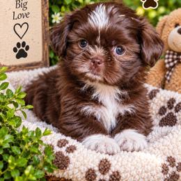 Snickers - Chocolate male Shih Tzu puppy in Cordova, Tennessee from TrueLine kennels