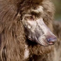 Poodles from MizzElle’s Standard Poodles