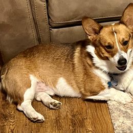 Pembroke Welsh Corgi Puppies from Rocking MAD Corgis