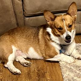 Pembroke Welsh Corgi Puppies from Rocking MAD Corgis