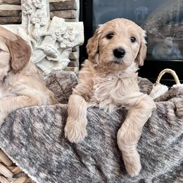 Goldendoodle Puppies from Guiness and Bailey's Doodle Den