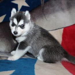 Mew - Black and white female Siberian Husky puppy in Le Sueur, Minnesota from Tevana Siberians LLC
