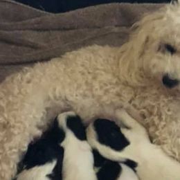 Australian Shepherds and Bichon Frises from The K Bar Ranch