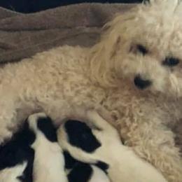 Australian Shepherds and Bichon Frises from The K Bar Ranch