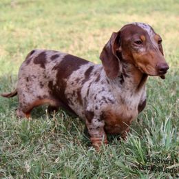 Dachshunds from B'Haven Dachshunds