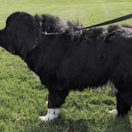 Dozer - Newfoundland