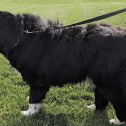 Dozer - Newfoundland