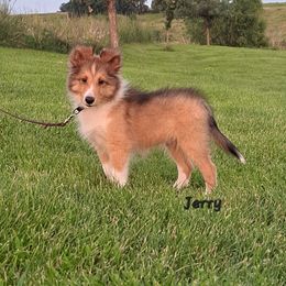 Jerry - Sable and white male Shetland Sheepdog puppy in Keswick, Iowa from Buehneman Shelties
