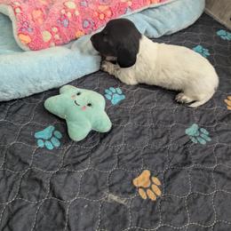 Dachshund Puppies from Wilson's Kennels