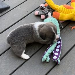 Male 2 Bluie with crooked blaze - Blue male Pembroke Welsh Corgi puppy in Moundville, Alabama from Cartee Corgis - Debi Cartee Mills