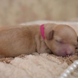 Sofí - Red  female Goldendoodle puppy in Naples, Florida from Goldendoodles Of Naples,INC