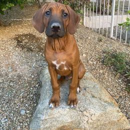Rhodesian Ridgeback Puppies from Heritage Rhodesian Ridgebacks