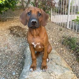 Rhodesian Ridgeback Puppies from Heritage Rhodesian Ridgebacks