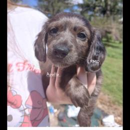 Apollo - Dapple male Dachshund puppy in West Alexandria, Ohio from Low Ryder Mini Dachshunds