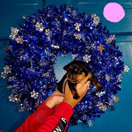 Light Pink Girl 2 - Black and mahogany female Rottweiler puppy in Seale, Alabama from A & Y Guardian Rottweiler
