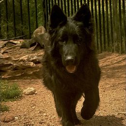 Long coat - German Shepherd