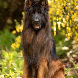 Niko - German Shepherd