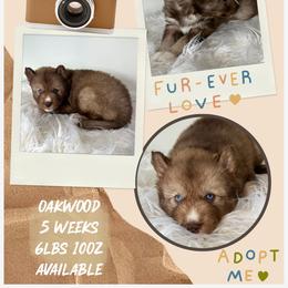Oakwood - Red and white male Siberian Husky puppy in Florence, Kentucky from Moonlight Howl Huskies