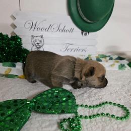 Mr Black - Red wheaten male Cairn Terrier puppy in Savannah, Missouri from WoodSchott Cairn Terriers
