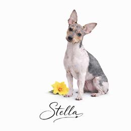 Health Tested Cranberry - White, black sable red female American Hairless Terrier puppy in Scottdale, Pennsylvania from Itty Bitty Boston & Chi Co, Veteran Owned