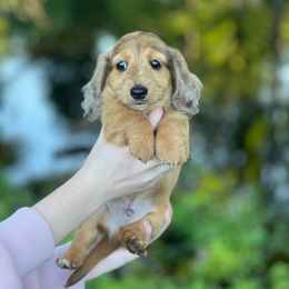 Dachshund Puppies from Wyches Bayou Dachshunds