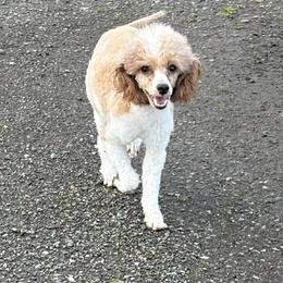 EsJay - Poodle