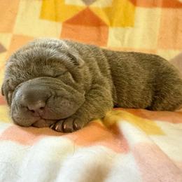 Waffle - Blue female Chinese Shar-Pei puppy in Lenoir, North Carolina from Peitato Chips