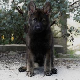 Rogue - Sable male German Shepherd puppy in Coarsegold, California from Yosemite Shepherds