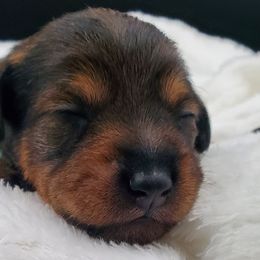Girl 3 - Schnoodle puppy from Eveleigh Acres Puppies
