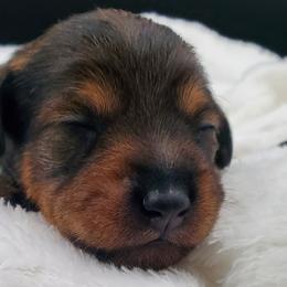 Girl 3 - Schnoodle puppy from Eveleigh Acres Puppies