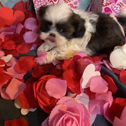 Gabriel - Gold and white male Shih Tzu puppy in Pleasant Shade, Tennessee from Kuntry Tyme Shih Tzus