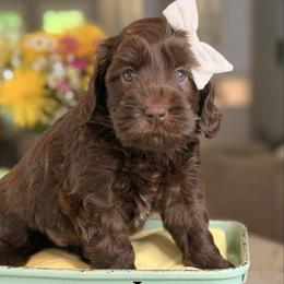 Luna - Chocolate female Australian Labradoodle puppy in Citrus Heights, California from Elite Blend Labradoodles