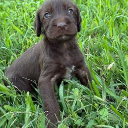 Nina - Liver female Pudelpointer puppy in Lakehills, Texas from Simply Southern Retrievers, LLC