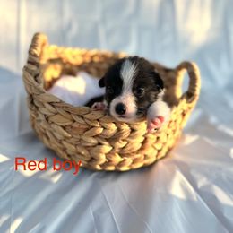 Pembroke Welsh Corgi Puppies from Courtlyn's Corgis