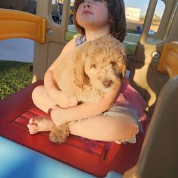Thing 2- Dr Suess litter - Caramel cream female Labradoodle puppy in Phelan, California from Family Doodles