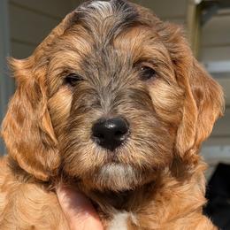 Goldendoodle Puppies from Rosie's Doodle Den
