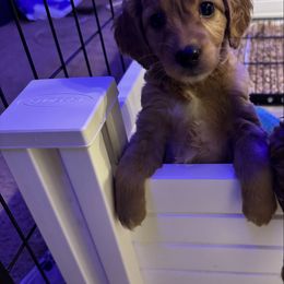 Gingerbread - Gold female Australian Labradoodle puppy in Walnut Creek, California from Pawfect Doodles