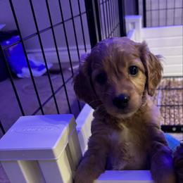 Gingerbread - Gold female Australian Labradoodle puppy in Walnut Creek, California from Pawfect Doodles