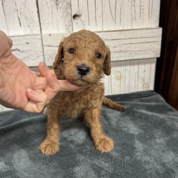 Green Collar Boy 2150 - Apricot male Goldendoodle puppy in Alvin, Texas from JP Southern Doodles