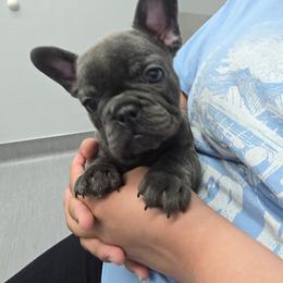 Jade - Blue female French Bulldog puppy in Avondale, Arizona from Montes House of  Frenchies