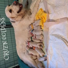 Golden Retriever Puppies from Carolyn Maddux's Golden Retrievers