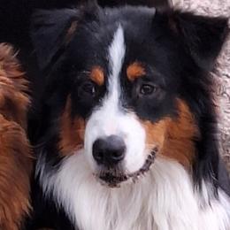 Australian Shepherds from Swamp Puppy Canine Kennel